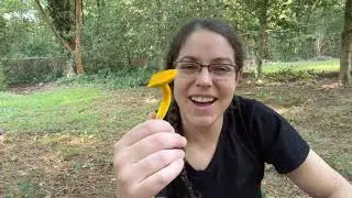 Aureoboletus auriflammeus, пламенно-золотой подберезовик + Google Lens для идентификации грибов