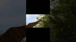 🦒 GIRAFFE EATING 🦒#GIRAFFE #GIRAFFESHORTS #SHORTS #SHORT #CUTGIRAFFE #GIRAFFESHORT #VIRAL #GIRAFFES
