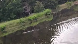 Semi-Aquatic Rodent in the Pond 6 8 2025