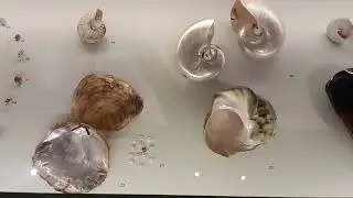 Crabs, Seashells, Butterflies, Insects & Coral | Animal Architecture Exhibition