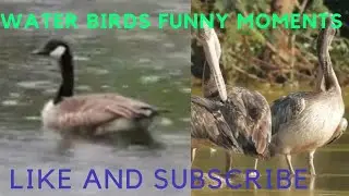 dove and eagle funny activity/sparrow funny moments