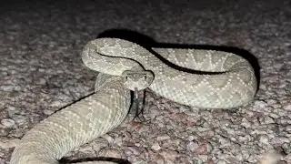 Amazing Mojave desert snakes! (Road cruising)