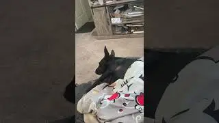 Dreaming #dog #dreaming #silly