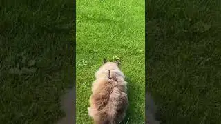 Cat chasing butterfly