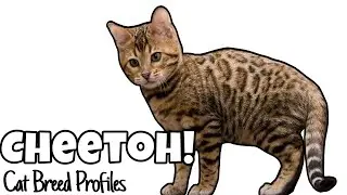 Cheetoh! -Cat Breed Profile-