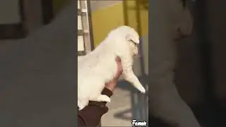 Pom Pups #viral #beautiful #toys #puppy #cute #reels #shorts #youtubeshorts