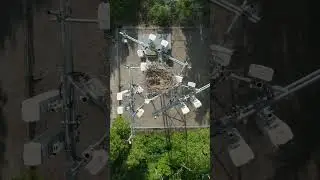 Bird&rsquo;s nest in a 5G tower #arborist #treework #shorts