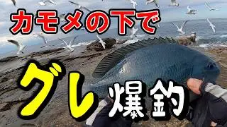 【市江　アナノウミ】カモメの下に流したら・・・まさかのグレ連発！