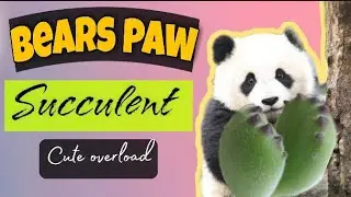 Bears Paw Succulent Cotyledon Tomentosa (Cuteness Overload ) #shorts