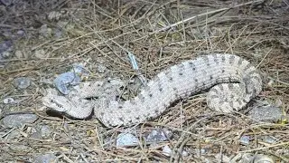 Nevada & Utah Herping (Rare Snake Rocket Run)