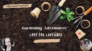 Gardening Adventures: Love For Lavender | Pixie Palace Plantings