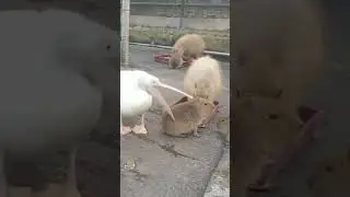 Pelican tries to eat capybaras