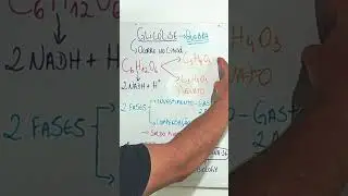 Glic&oacute;lise - Parte 1 | #shorts #shortsviral #glicose #metabolism #share #seinscreve #aerobic #cell