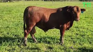 Redlink T11 at 26 months 660kg