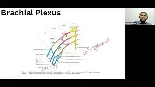 MRCS Mastering Topic Upper Limb