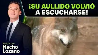 Lobo Mexicano vuelve a Durango con la llegada de 5 ejemplares | Noticias con Nacho Lozano