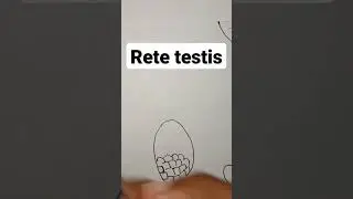 Rete testis in male reproductive system | location and function of rete testis | male ducts