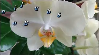 Bunga Angrek Bulan Warna Putih Kekuningan