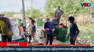 កសិករដាំស្វាយកែវរមៀតនៅខេត្តកំពតមានជីវភាពលំបាកដោយសារតម្លៃកសិផលចុះថ្លៃខ្លាំង