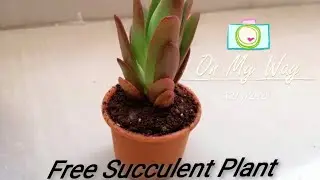 Crassula Campfire Succulent from #Nursery live Part-4 #Gardening #Free Plants #Unboxing #Live