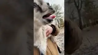 Watch This Baby Goat's Human-Like Scream for Its Mom!