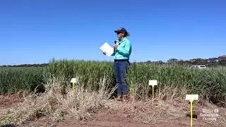 SARDI oaten hay variety trials