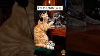 Two Cats Plot to Ruin Their Human&rsquo;s Reading | Kitty Podcast #catshorts #cat #catfunny #funny