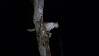 Angata The Smart Climber