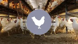 PAMT avicole - Ferme avicole Morin