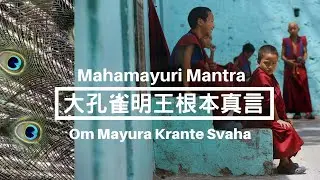 大孔雀明王根本真言 Mahamayuri Mantra (1-hour) Om Mayura Krante Svaha，Peacock King Bodhisattva（童音）