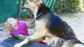 Adorable SokYaa and Phao Have Hilarious Wrestling Match