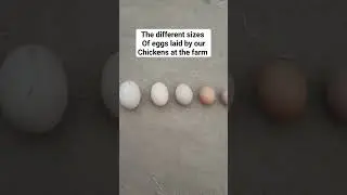 Different Sizes of Eggs Laid by Chickens on Our Farm. #layerfarming #egg #eggbusiness #layerchicken
