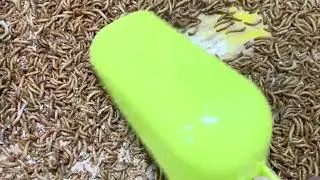 Mealworm Frass &ndash; 100% Organic Fertilizer from Sustainable Insect Farming