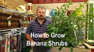 How to grow Banana Shrub (Michelia figo) with a detailed description