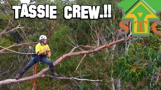 TASSIE CLIMBERS Tree Workers