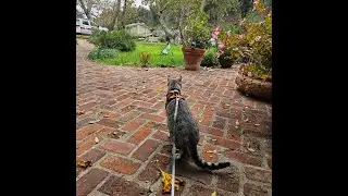 Satoshi's First Time Going for a Leash Walk Outside