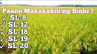 Paano Makakabili ng Binhing SL-8, SL-12, SL-18, SL-19 at SL-20