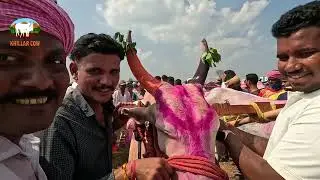 मनसे केसरी कोरेगाव 2023 / khillar cow