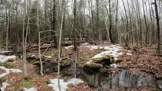 March Forest: Patches of Snow and Green