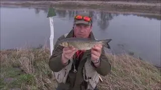 Letnie klenie na skórkę chleba | rzeka Odra #klenienachlebek