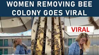 Woman Removing Bee Colony Video Goes Viral | Erika Thompson from Texas Beeworks Removes Bee Colony.