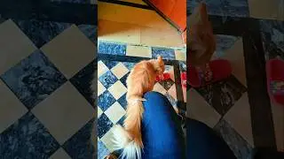 Персидская кошка 🐈 #персидскаякошка