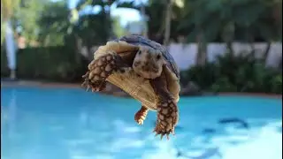 Viral Tortoise ASMR TikTok Compilation