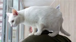 Cat games. How to play well. But the most reliable place is the shoulders of a loved one.