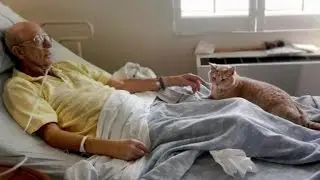 Cat Comforts Elderly People at Bedside When Sensing Death Is Near