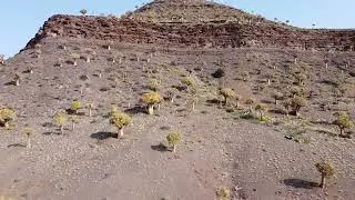 Quiver Tree Forest