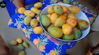 The Beauty Of Mangoes 🥭 In Sierra Leone 🇸🇱 African Village Life.