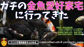 【ニーハオ宮田】金魚ちゃんねる_『ガチの金魚愛好家宅に行ってきた 【鮒金編（屋外&屋内編）ブルコンの給排水と１トンの貯め水・こうぜんじゃないよ、くいただよ🗻鮒金ご紹介🐟見所や系統と来年の計画】』