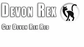Cat Devon Rex Red - Девон рекс красный (рыжий)