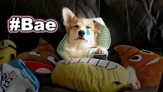Corgi Dog Watches THE NOTEBOOK Movie